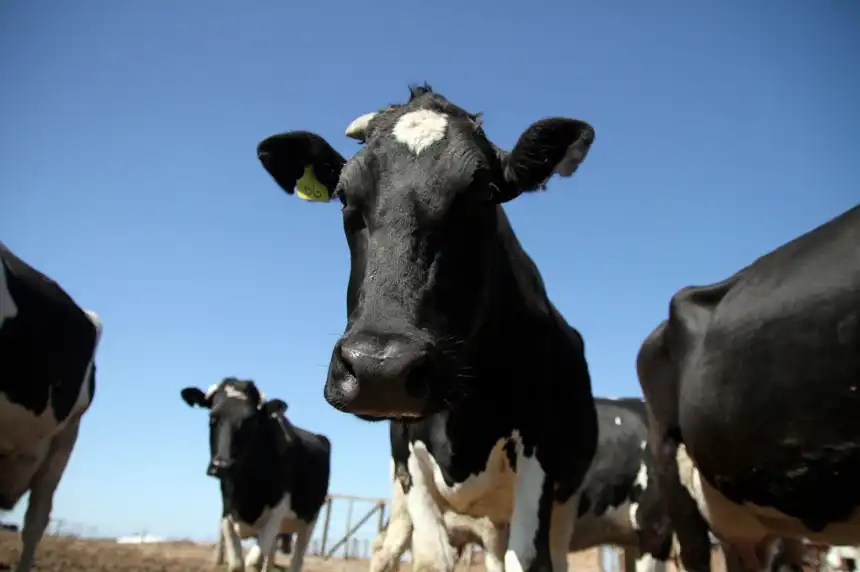 Noticias de Agro y Negocios. Primer warrant ganadero en Argentina