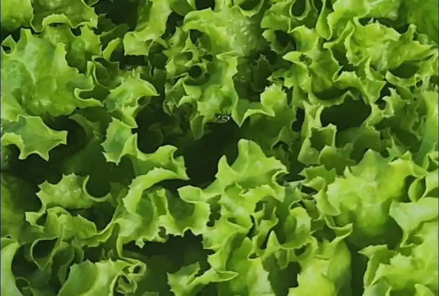 Noticias de Agro y Negocios. Puesto de verduras hidropónicas en el Mercado Municipal de Tandil
