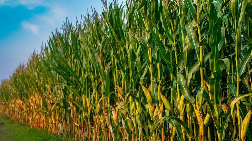 Noticias de Agro y Negocios. Retroceso de la chicharrita mejora el panorama para el maíz temprano