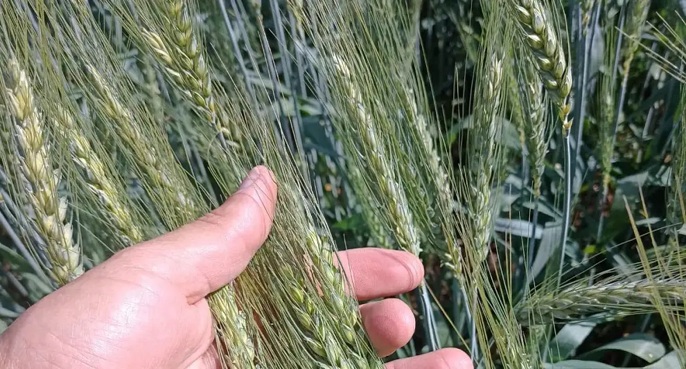 Noticias de Agro y Negocios. Un trigo de 53 quintales con muy poca agua