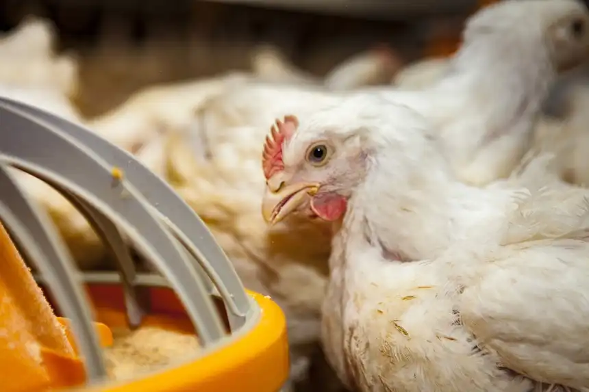 Noticias de Agro y Negocios. Argentina recupera su estatus sanitario libre de influenza aviar y retoma exportaciones avícolas