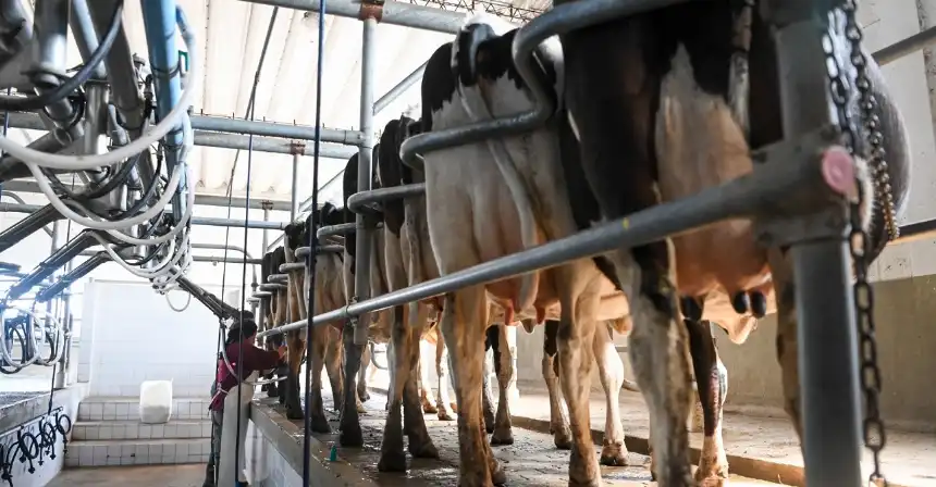 Noticias de Agro y Negocios. Argentina registra alza en la producción lechera en 2025