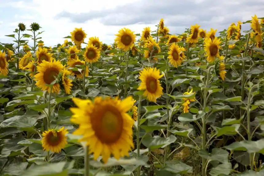 Noticias de Agro y Negocios. Argentina registró un aumento del 9% en las exportaciones de oleaginosas