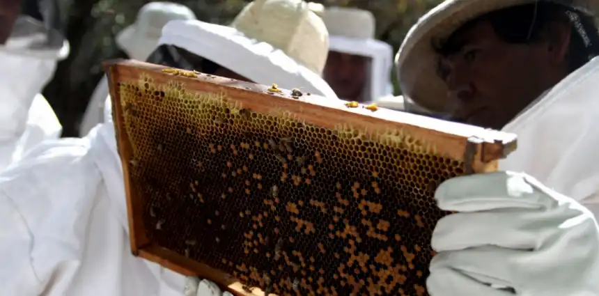 Noticias de Agro y Negocios. Argentina rompe récord de exportación de abejas reinas en 2025 con un aumento del 54% Noticias de Agro y Negocios. Argentina rompe récord de exportación de abejas reinas en 2025 con un aumento del 54%