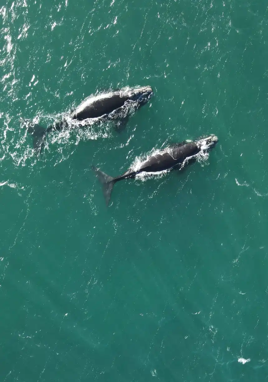 Noticias de Loberia. Ballenas francas australes frente a las costas de Arenas Verdes Noticias de Loberia. Ballenas francas australes frente a las costas de Arenas Verdes
