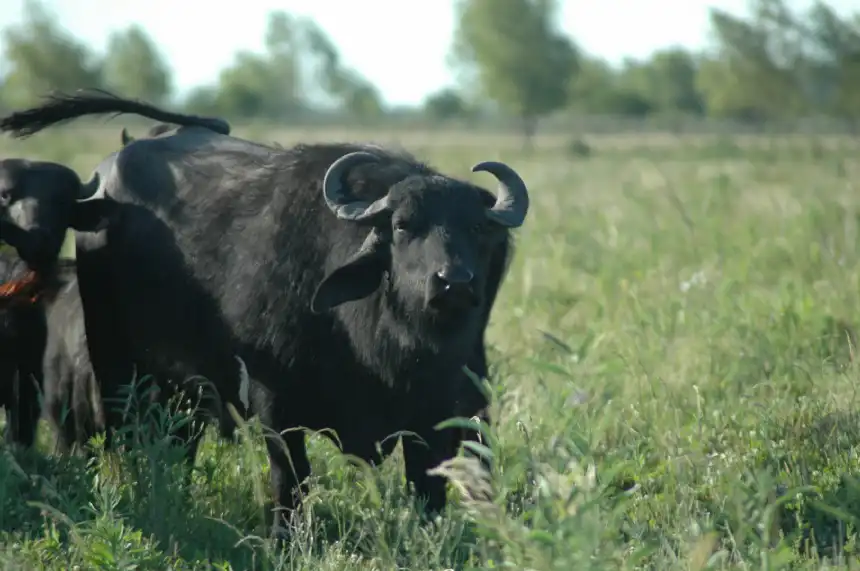 Noticias de Agro y Negocios. Carne de búfalo alternativa saludable con alto valor nutricional Noticias de Agro y Negocios. Carne de búfalo alternativa saludable con alto valor nutricional