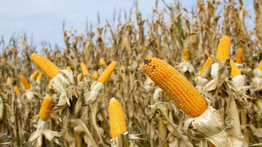 Noticias de Agro y Negocios. Congreso Maizar 2025 una hoja de ruta para agregar valor en la agroindustria