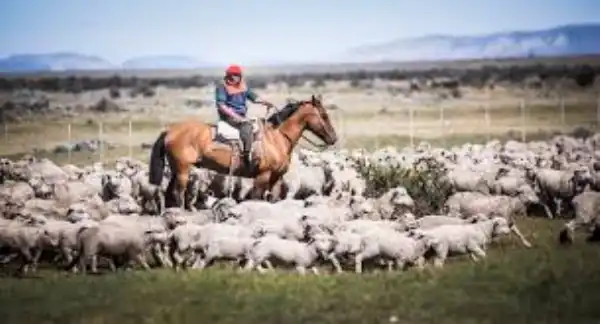Agro y Negocios. CRA impulsa reformas tributarias para fortalecer el campo