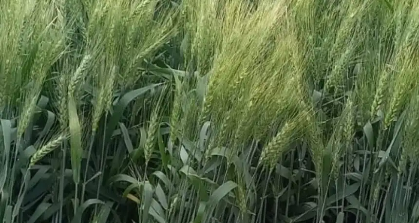 Noticias de Agro y Negocios. Desarrollan una variedad de trigo pan con alto rendimiento y resistencia a royas Noticias de Agro y Negocios. Desarrollan una variedad de trigo pan con alto rendimiento y resistencia a royas
