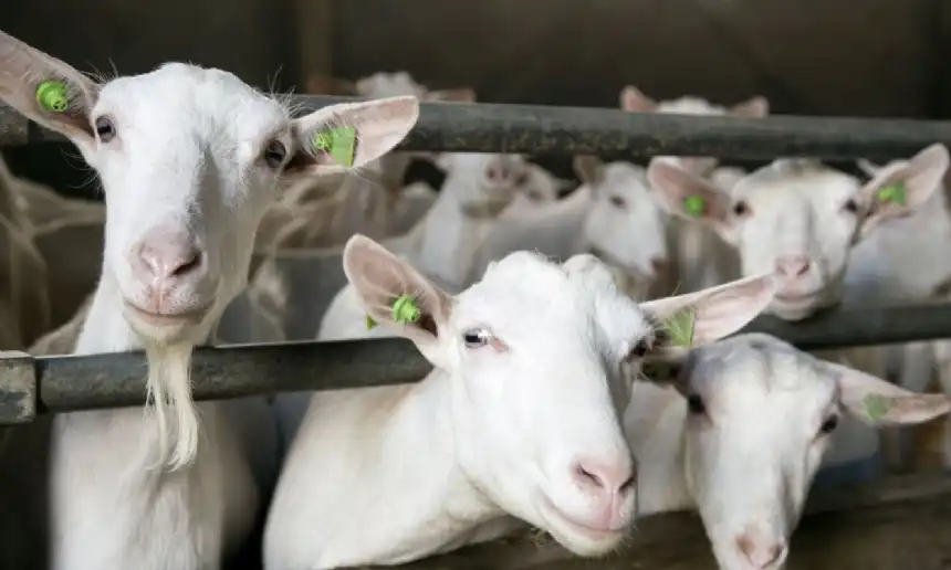 Noticias de Agro y Negocios. El Gobierno elimina regímenes de promoción agropecuaria qué sectores afecta Noticias de Agro y Negocios. El Gobierno elimina regímenes de promoción agropecuaria qué sectores afecta