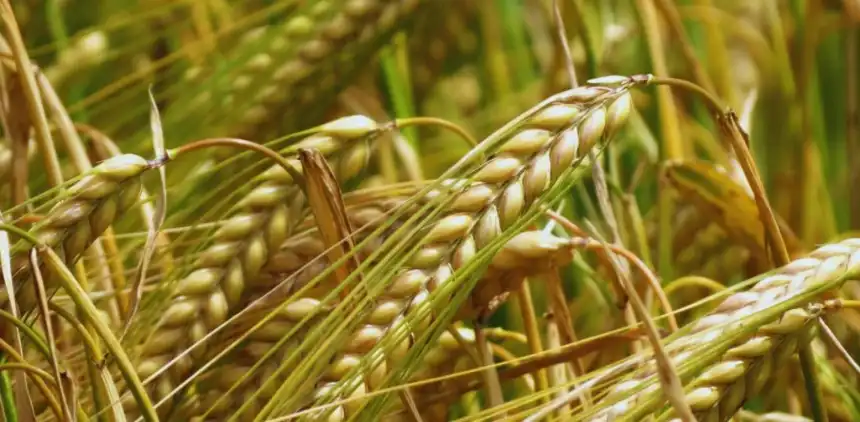 Noticias de Agro y Negocios. El INTA lanza Verónica, una cebada cervecera con alto rendimiento y bajo impacto ambiental Noticias de Agro y Negocios. El INTA lanza Verónica, una cebada cervecera con alto rendimiento y bajo impacto ambiental