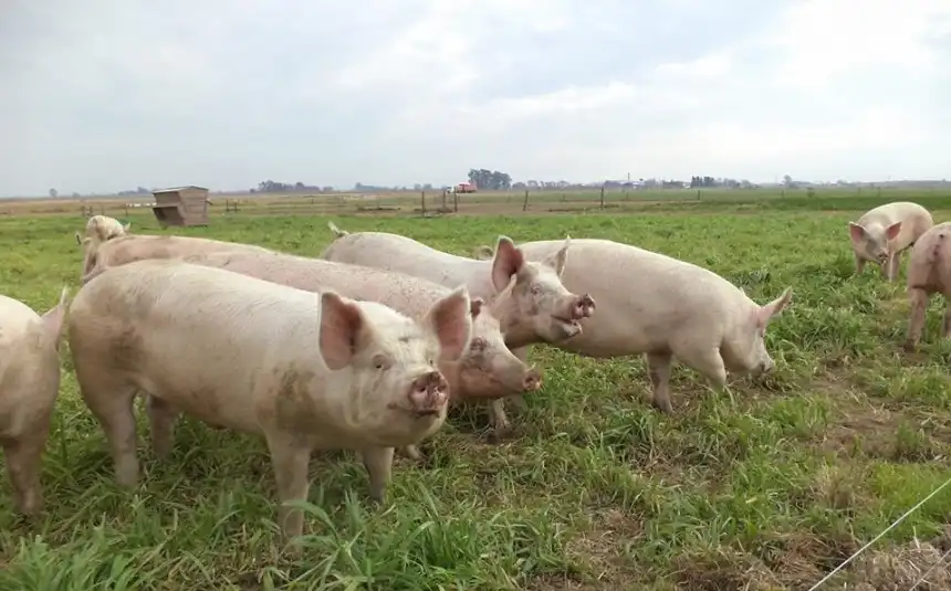 Noticias de Agro y Negocios. El sistema de cama profunda revoluciona el engorde de capones en pequeñas granjas Noticias de Agro y Negocios. El sistema de cama profunda revoluciona el engorde de capones en pequeñas granjas