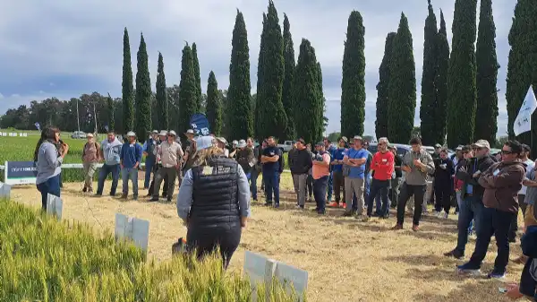 Agro y Negocios. Estrategia multiespecie: el nuevo modelo de rentabilidad en cultivos de invierno