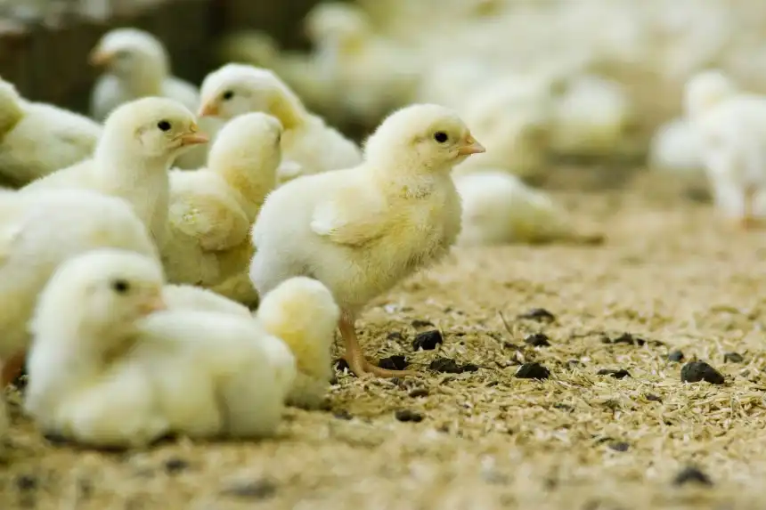 Noticias de Agro y Negocios. Exportación de genética avícola argentina creció 137 % en el primer semestre de 2025 Noticias de Agro y Negocios. Exportación de genética avícola argentina creció 137 % en el primer semestre de 2025