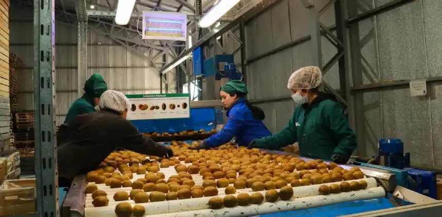Noticias de Miramar. General Alvarado fortalece sus exportaciones de kiwi con destino a Europa y Brasil Noticias de Miramar. General Alvarado fortalece sus exportaciones de kiwi con destino a Europa y Brasil