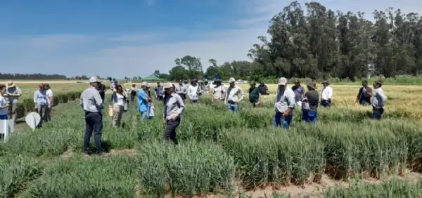 Agro y Negocios. Jornada técnica dedicada a los avances en genética aplicada al trigo y la arveja