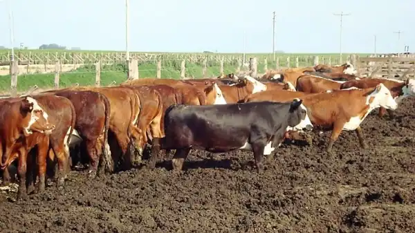Agro y Negocios. La Cámara de Feedlot rechaza proyecto sobre emisiones de metano por presión fiscal