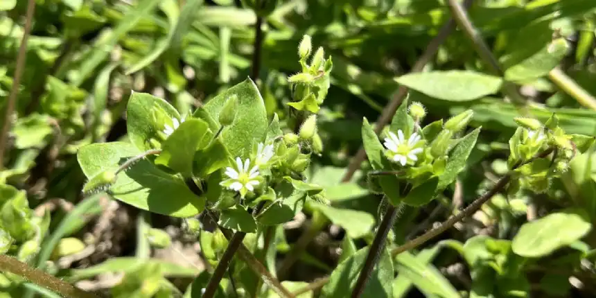 Noticias de Agro y Negocios. Malezas neutrales el nuevo paradigma para mejorar rindes y reducir agroquímicos