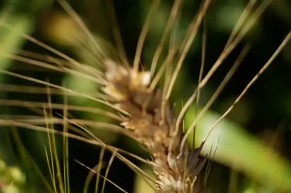 Agro y Negocios. MDA renueva su programa de análisis de calidad de trigo sin costo