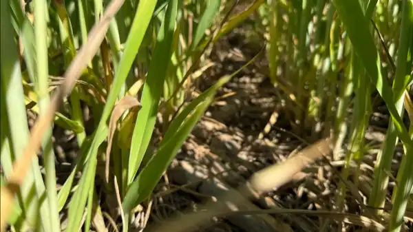 Agro y Negocios. Producción agropecuaria con menos emisiones: quiénes lo logran