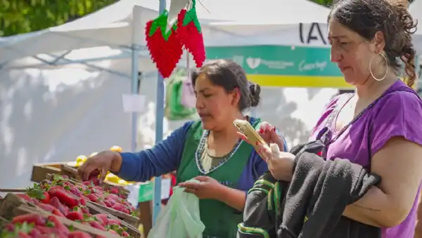 Agro y Negocios. Provincia de Buenos Aires potencia su papel como principal productora de frutillas del país