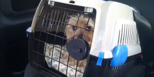 Se podrá viajar con mascotas en colectivos y trenes de larga distancia