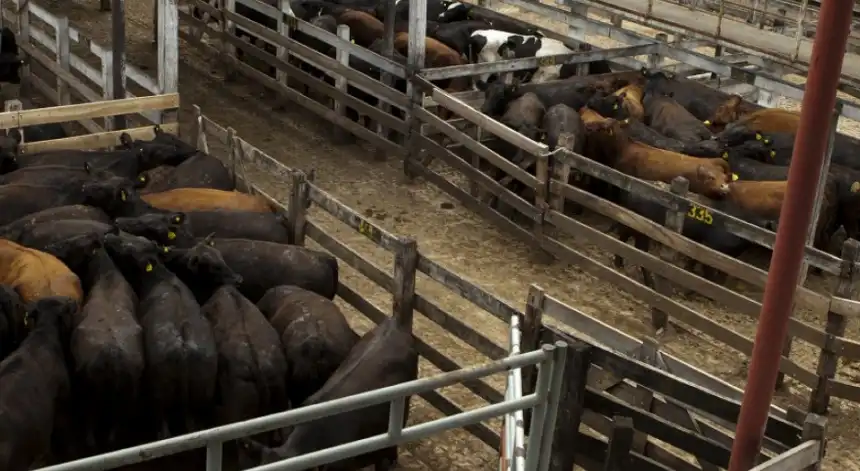 Noticias de Agro y Negocios. Senasa implementa protocolo de riesgo en el Mercado Agroganadero de Cañuelas Noticias de Agro y Negocios. Senasa implementa protocolo de riesgo en el Mercado Agroganadero de Cañuelas