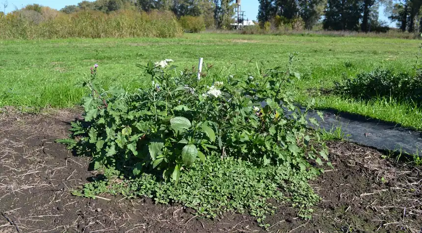 Noticias de Agro y Negocios. Solarización Método innovador que reduce 50% las malezas Noticias de Agro y Negocios. Solarización Método innovador que reduce 50% las malezas