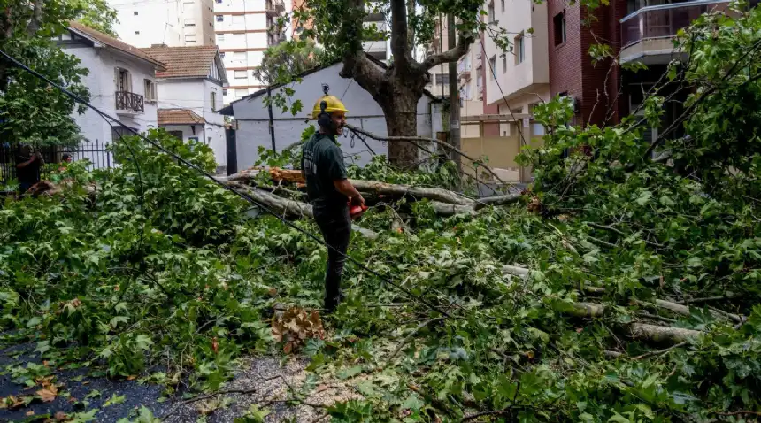 Noticias de Mar del Plata. Temporal en Mar del Plata intensos operativos para despejar calles y evitar riesgos