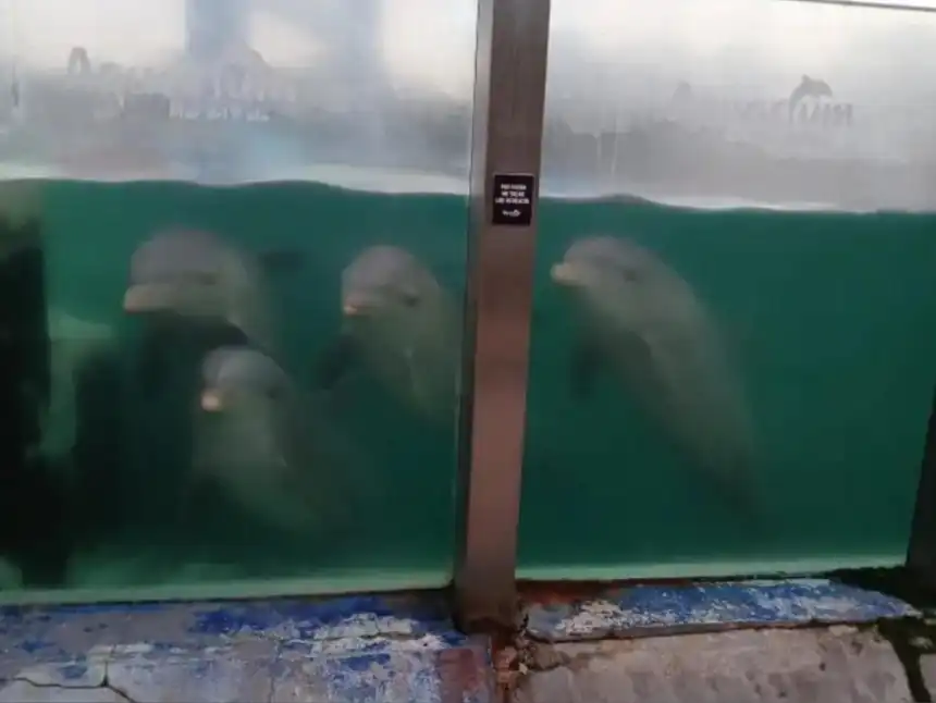 Noticias de Mar del Plata. Toman medidas inmediatas para garantizar el bienestar de los animales del ex Aquarium Noticias de Mar del Plata. Toman medidas inmediatas para garantizar el bienestar de los animales del ex Aquarium