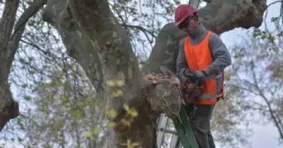 General Pueyrredon. Abre la inscripción al curso de podador urbano 2026