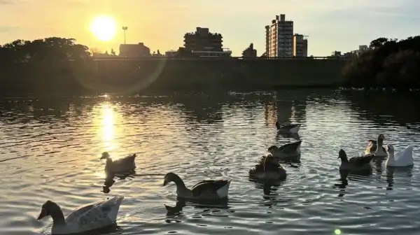 Turismo. Comienzan recorridos guiados para avistar aves en Punta Mogotes