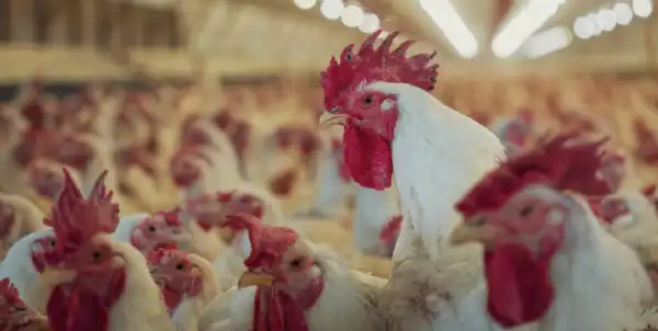 Agro y Negocios. Confirman un caso de Influenza Aviar y se suspenden las exportaciones