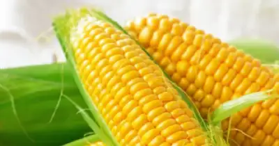 Agro y Negocios. Congreso Maizar 2026 debatirá el futuro del maíz argentino