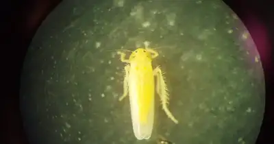 Agro y Negocios. Crece la presencia de chicharritas y alertan por control en maíz