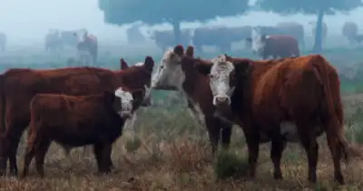 Agro y Negocios. Destacan la carne de sistemas pastoriles por su calidad