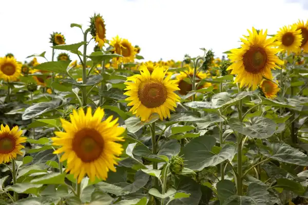 Agro y Negocios. El girasol argentino consolida su crecimiento y gana peso global
