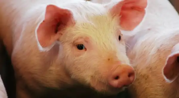 Agro y Negocios. El sector porcino cerró 2025 con récord de faena y consumo