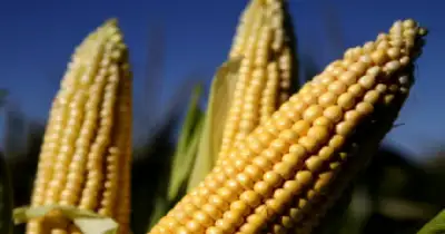 Agro y Negocios. Exportación de maíz logra cifras récord en Argentina