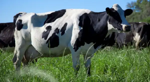 Agro y Negocios. Exportaciones de leche crecieron y marcaron un máximo en 12 años