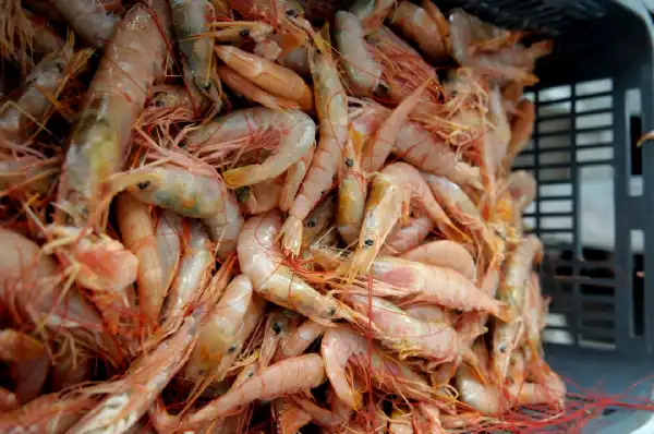 Regionales. Exportaciones de pesca: la Argentina alcanzó su mejor marca en años