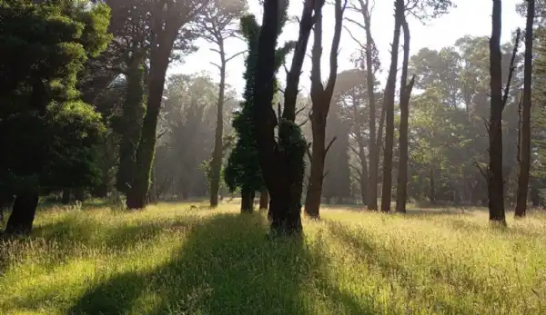 General Pueyrredon. Las formas en las que el country impactará en el bosque y la zona