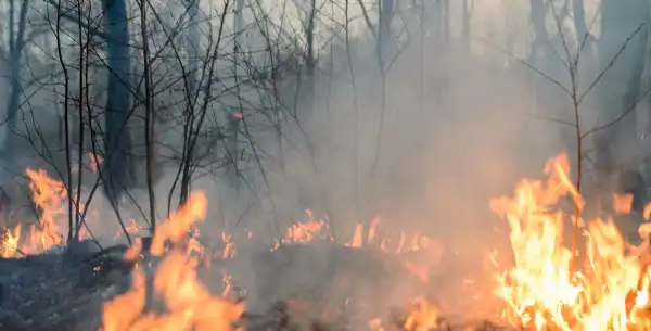 Loberia. Lobería refuerza la prevención de incendios forestales en verano