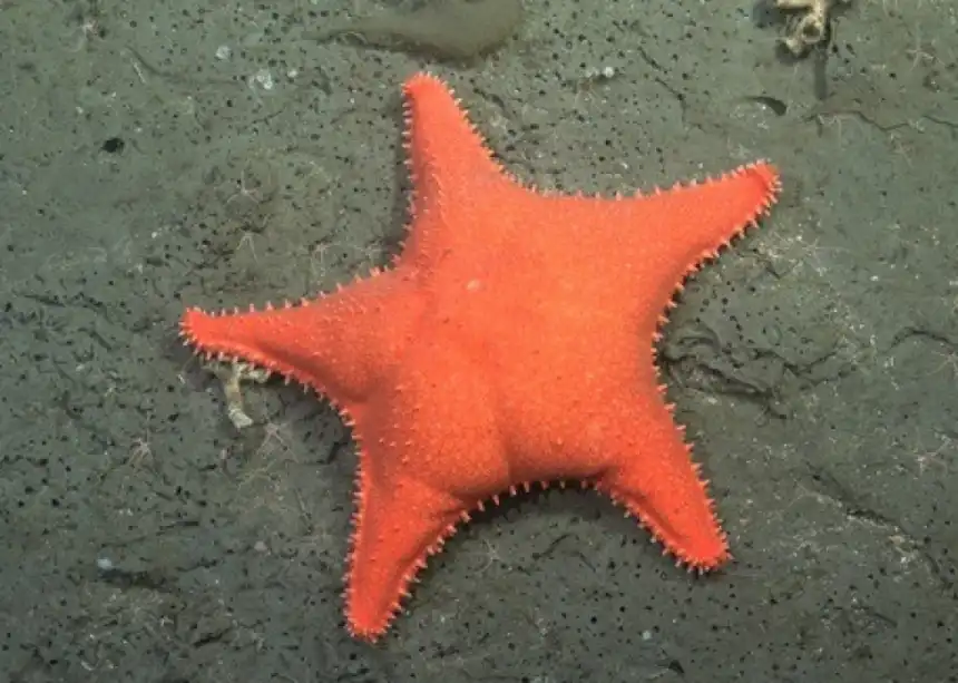 Noticias de Turismo. Muestra Vidas Submarinas en el Museo MAR