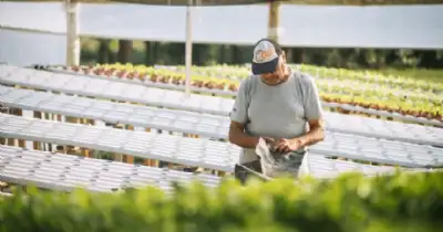 Agro y Negocios. Nueva capacitación en hidroponía gratuita