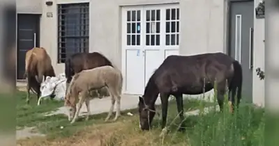 General Alvarado. Nuevas multas y restricciones para infractores