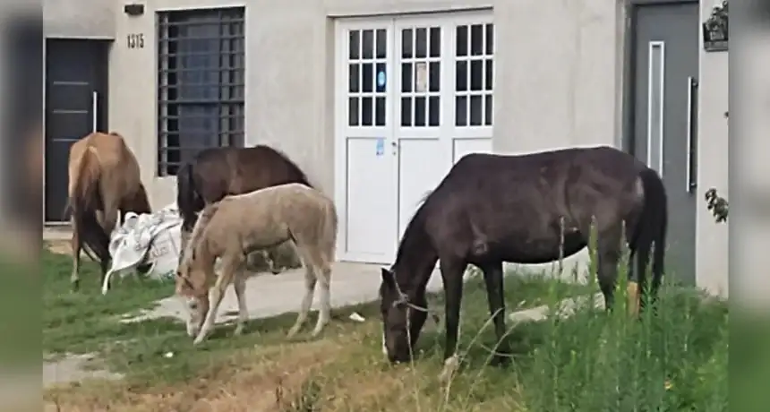 Noticias de Miramar. Nuevas multas y restricciones para infractores Noticias de Miramar. Nuevas multas y restricciones para infractores