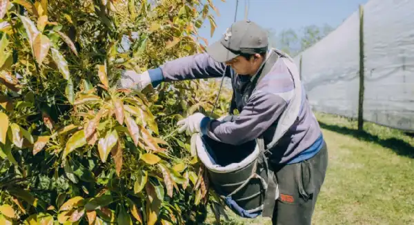 Agro y Negocios. Producción, capacitación y agro: balance 2025 en Mar del Plata