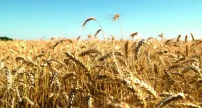 Cómo el clima obliga al campo a repensar su negocio