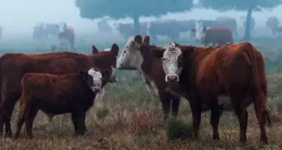 COPROSA solicita al SENASA revisar la Resolución 201 sobre vacunación animal